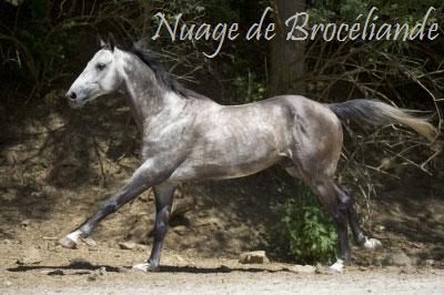 Nauge de Brocliande (akhal tk-galop3) Akhal-10