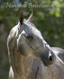 Nauge de Brocliande (akhal tk-galop3) Akhal-11