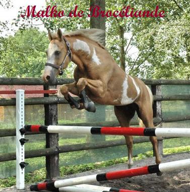 Malko de Brocliande ( Paint-Horse , talon ) Bv000012