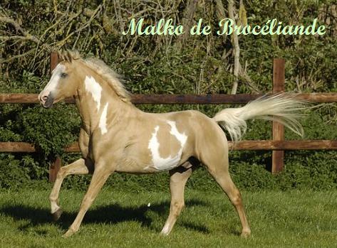Malko de Brocliande ( Paint-Horse , talon ) Bv000013