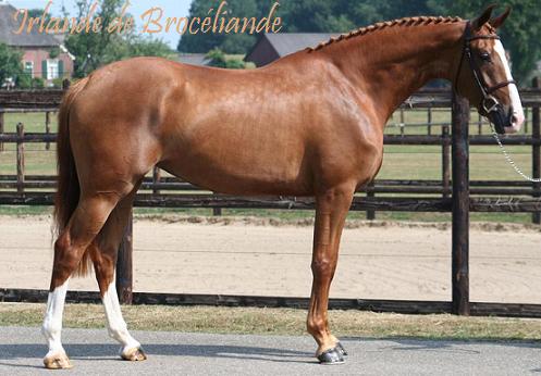 Irlande de Brocliande ( PSF, Jument , galop 0) Exepti11