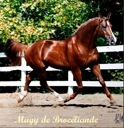 Magy de Brocliande ( trakehner galop 3) Sansti11