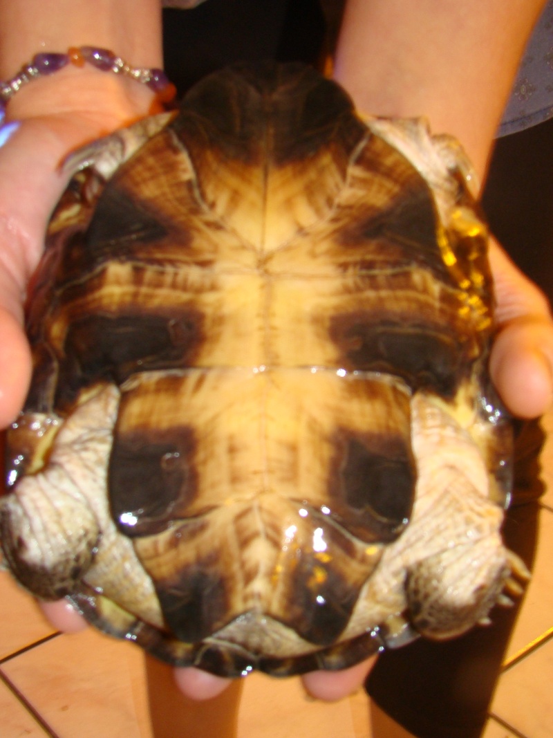 Mes tortues, mâle(s) ou femelle(s)? Dsc09711