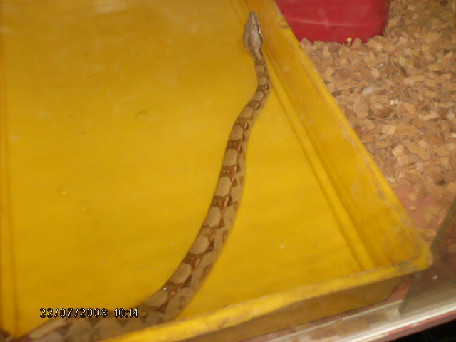 mes serpents...(python regius et bci) Photo_23