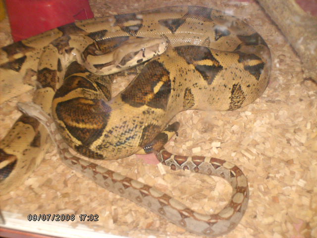 mes serpents...(python regius et bci) Photo_24