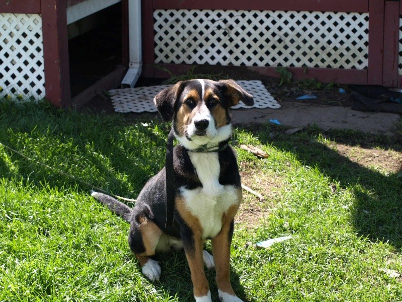 Berger Allemand Croise Bouvier Bernois Chiens En Adoption Nimo