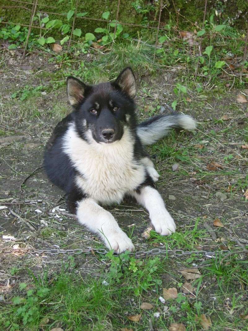 les "mountain snow-dog rider's d'ossau" Imgp0021