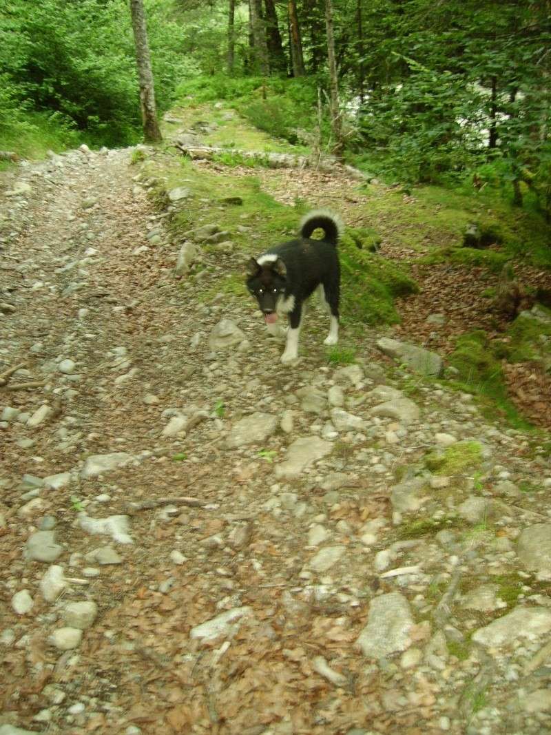 les "mountain snow-dog rider's d'ossau" Imgp0032