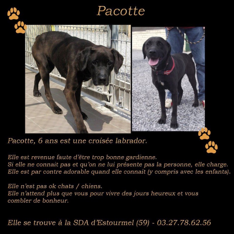 MEGA-SOS / EUTHANASIE DEMAIN 25/10 de PACOTTE, adorable Labradore de 6 ans (59) 30377610