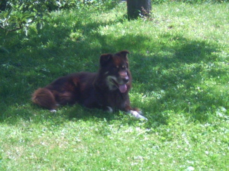 URGENCE (euthanasie) pour BANDIT, adorable X Husky/Colley de 7 ans (Strasbourg) ADOPTE Bandit11