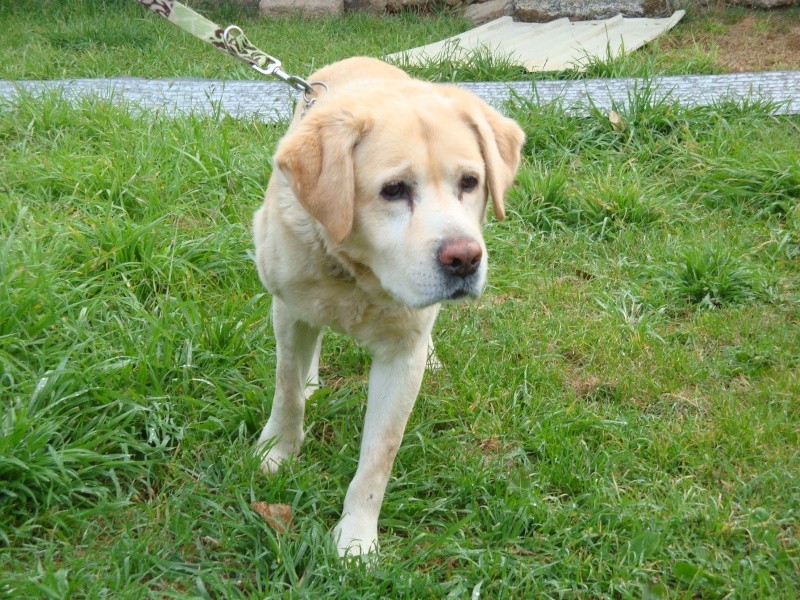 MEGA-SOS FOURRIERE / EXECUTION PROGRAMMEE de TEXAS, gentil vx Labrador de 12 ans (49) Dsc03910
