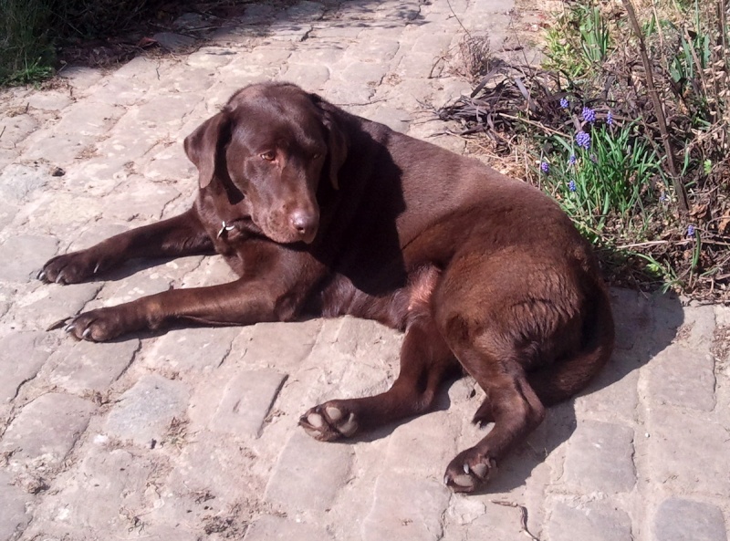 MEGA-SOS / Adorable Labradore chocolat de 5 ans stérilisée, à adopter VITE/ est en Belgique 0494 511 855 Lab11