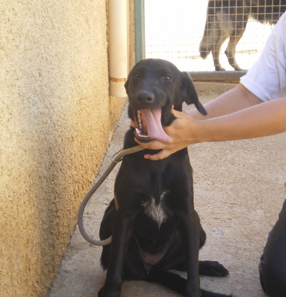 FOURRIERE SATUREE / LOULOUTE, adorable bébé X Lab de 6 mois, RISQUE TRES GROS (83) Loulou10