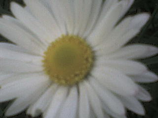 Slike cvijea Dsc00710