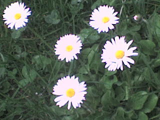 Slike cvijea Dsc00711