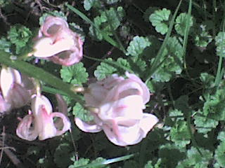 Slike cvijea Dsc00712