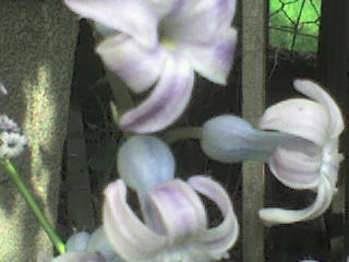 Slike cvijea Dsc00716