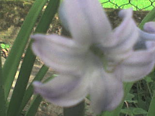 Slike cvijea Dsc00718