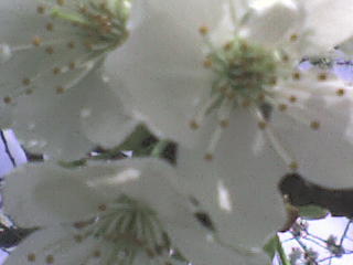 Slike cvijea Dsc00722