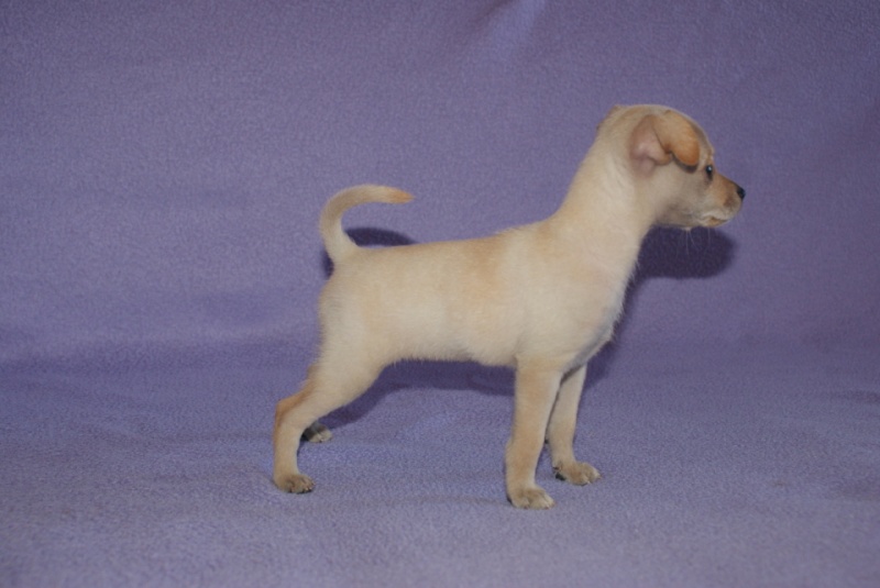 Ma Russkiy toy terrier Dsc08512