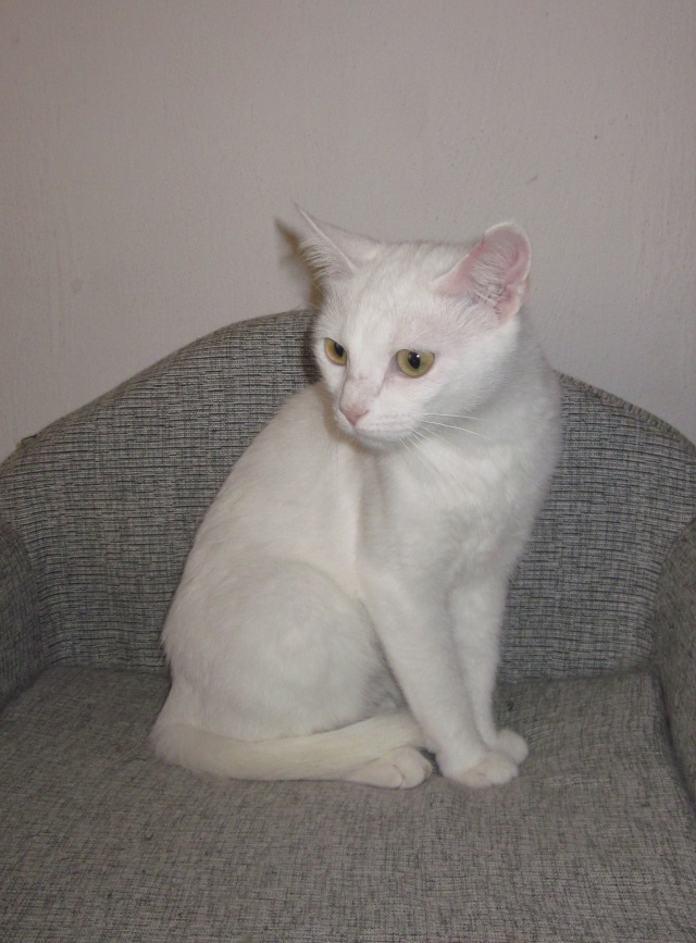 Orphée chatte toute blanche (adoptée) Orphee10