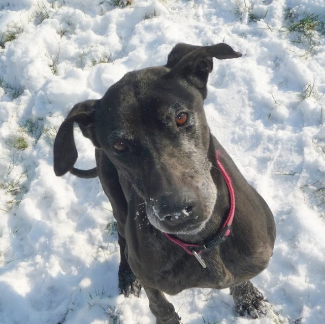 ROCCO, dogue allemand mâle, 7 ans (11) 2910