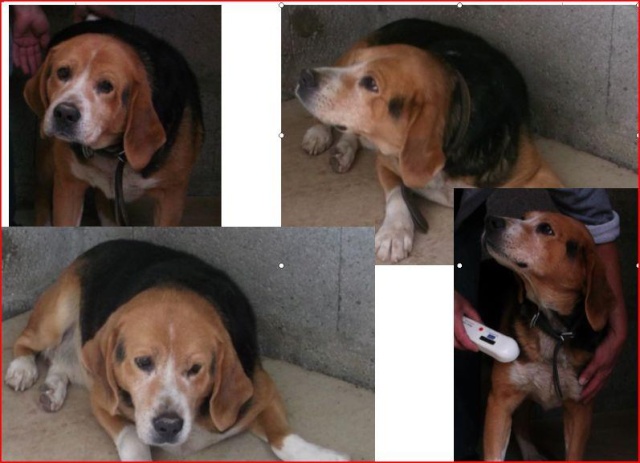 Beagle, mâle, sans nom, euthanasie prévue le 24 juillet 48200110