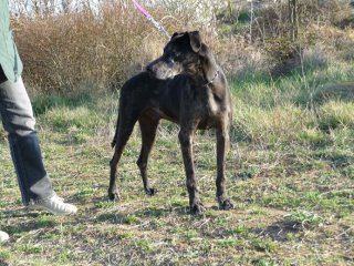 ROCCO, dogue allemand mâle, 7 ans (11) 54342010