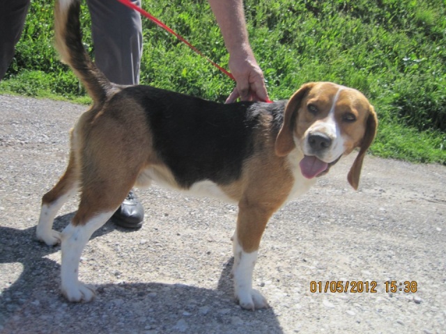 TITUS, beagle mâle de 1 an, SPA de Carcassonne (11) 55279010