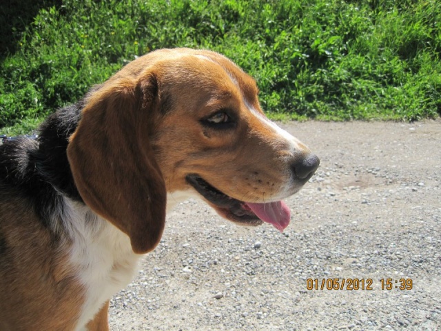 TITUS, beagle mâle de 1 an, SPA de Carcassonne (11) 55940810