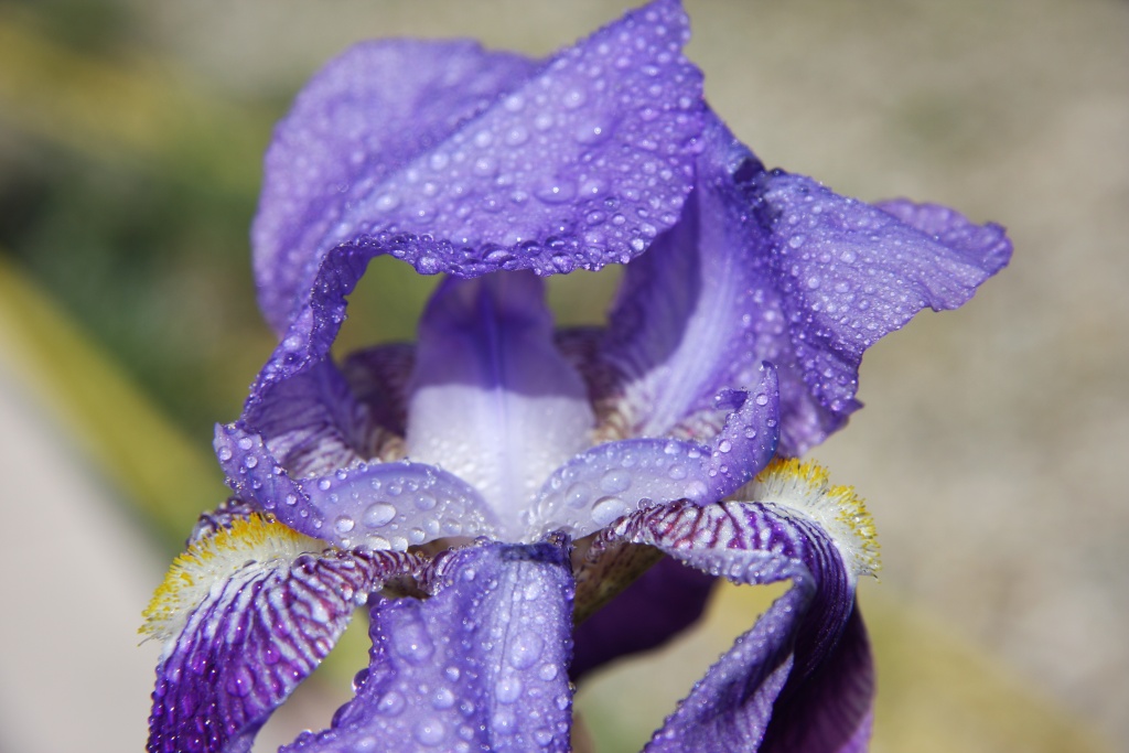 fleurs Img_2613