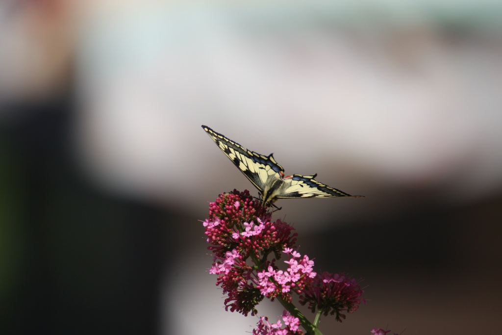 Papillon Img_5514