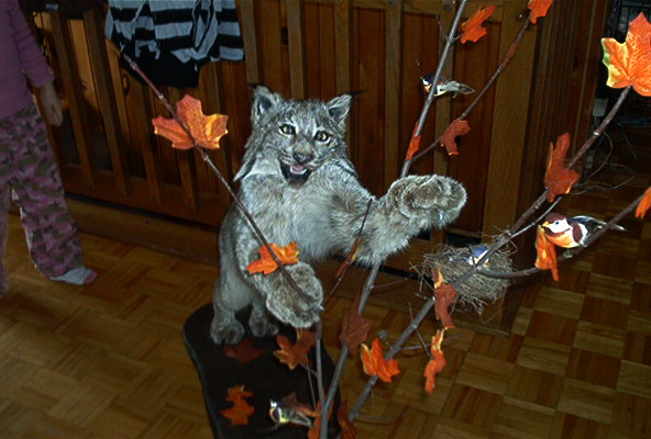 Lynx naturaliser par Daniel  Taxidermiste Ok12