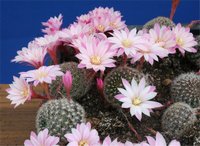 Rebutia ( rebucija ) - loptasti kaktus 232010