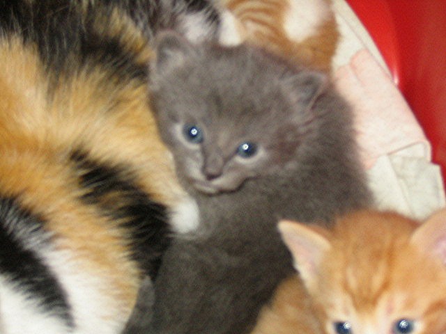 une chatte et ses 4 chatons Ab_510