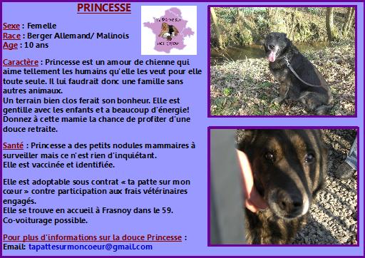 SOS 3 chiens n'ont plus de FA  partir d'aujourd'hui Prince12