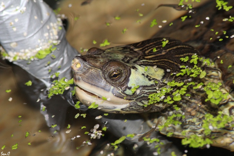 Mes tortues...(SEN.C) - Page 29 0213