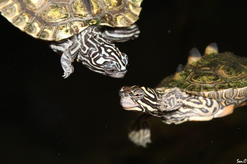 Mes tortues...(SEN.C) - Page 25 Img_4711