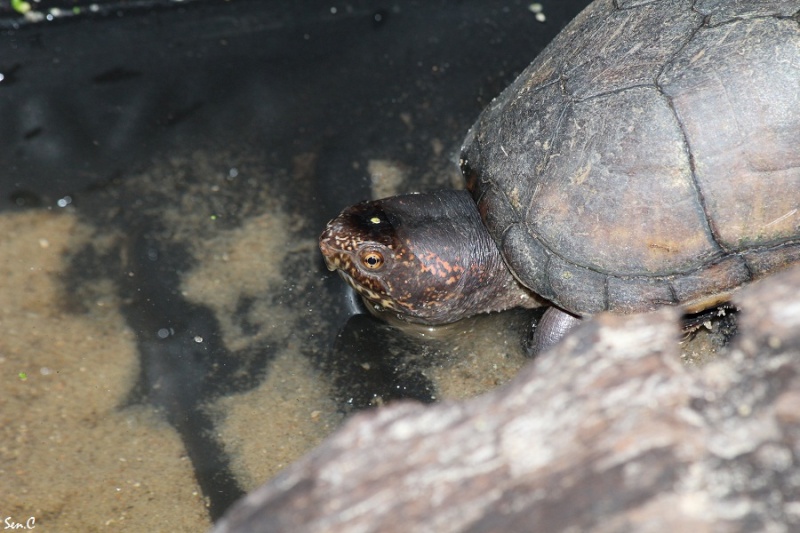 Mes tortues...(SEN.C) - Page 26 Img_4813