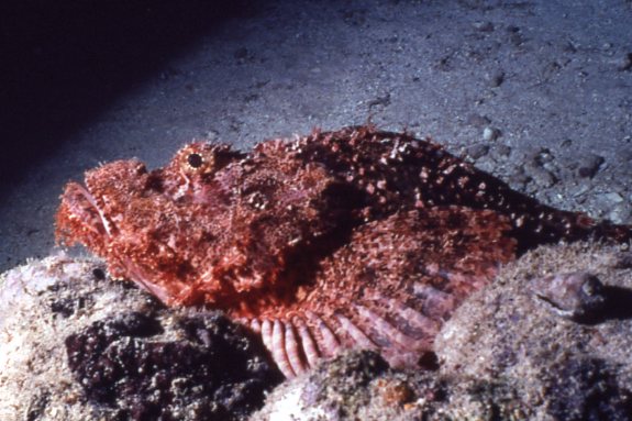 La Mer Rouge vue d'en bas Mer_ro13