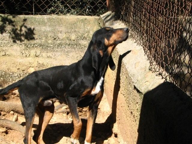 Dans le Sud Est, la coupe est pleine et la fourrière débo Bruno_10