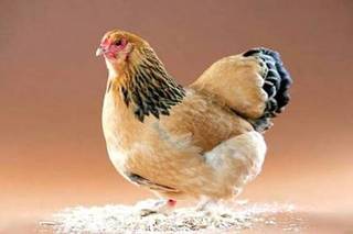 (PIC) Ayam - ayam Lucu Image021