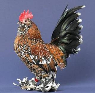 (PIC) Ayam - ayam Lucu Image025