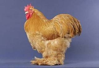 (PIC) Ayam - ayam Lucu Image030