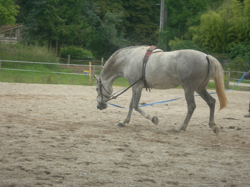 LONGER son cheval - pourquoi et comment ! - Page 3 Photo_18