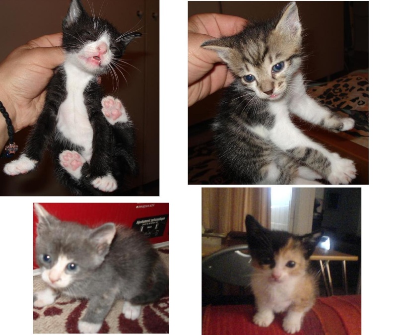 Χαρίζονται 4 υπέροχα γατάκια Gatoul11