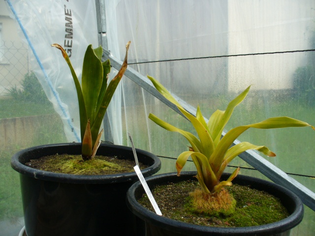 quelques photos de mes plantes P1020318