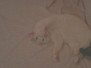 Kara, le chat pacha Photo-10
