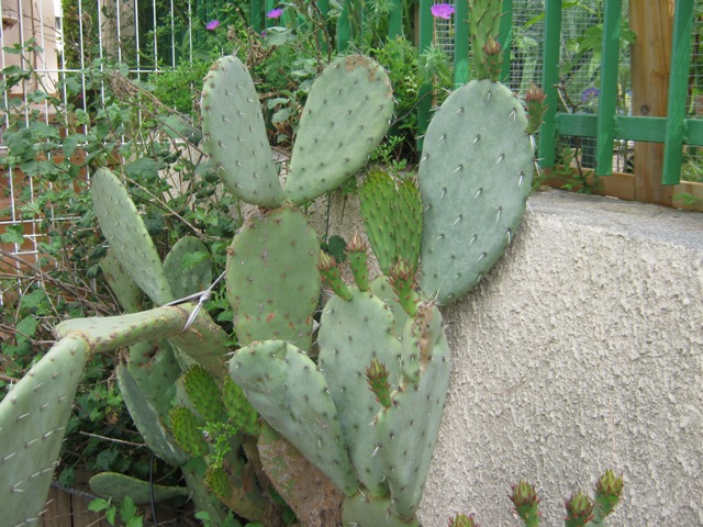 Floraison d'Opuntia - Page 2 Img_0425