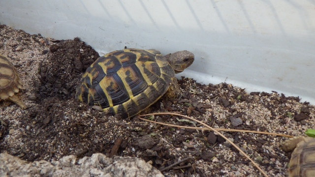 Tortue hermann sauvage trouvée en Corse Imgp0138